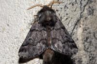 Thaumetopoea pityocampa