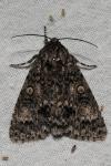 Acronicta megacephala