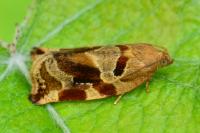 Archips xylosteana
