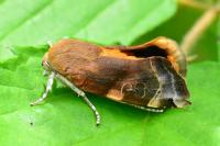 Noctua fimbriata