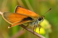 Thymelicus sylvestris