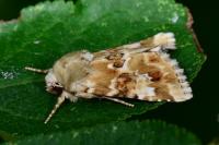 Eremobia ochroleuca