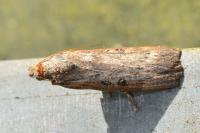Lamoria anella