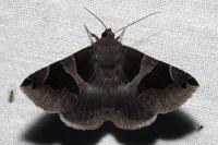 Dysgonia algira