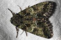 Polyphaenis sericata