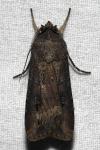 Agrotis ipsilon
