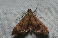 Endotricha flammealis