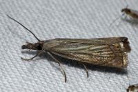 Chrysoteuchia culmella