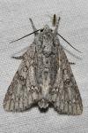Acronicta aceris