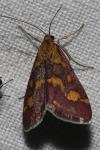 Pyrausta purpuralis