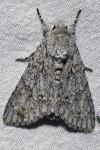 Acronicta aceris