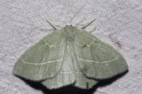 Hemistola chrysoprasaria