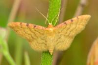Idaea humiliata