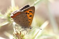 Lycaena phlaeas