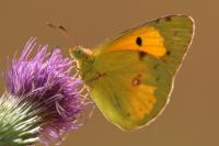 Colias crocea
