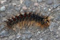 Lymantria dispar