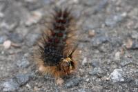 Lymantria dispar
