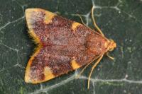 Hypsopygia costalis