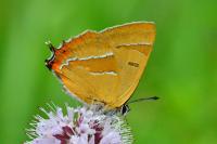 Thecla betulae