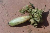 Cydalima perspectalis