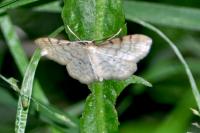 Idaea fuscovenosa