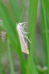 Chrysoteuchia culmella