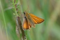 Thymelicus lineola
