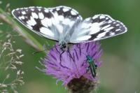 Melanargia galathea