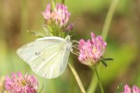 Pieris rapae