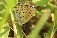 Lycaena tityrus
