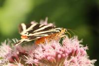 Euplagia quadripunctaria