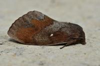 Dendrolimus pini