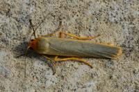 Manulea complana
