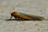 Manulea complana