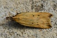 Dichomeris limosella