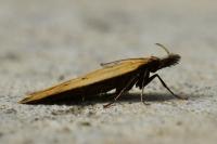 Dichomeris limosella