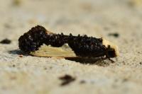 Monopis monachella