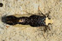 Monopis monachella