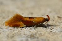 Epicallima formosella