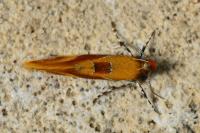 Epicallima formosella