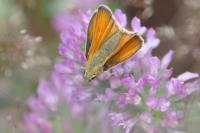 Thymelicus lineola