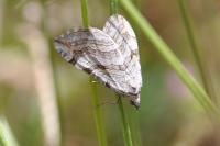 Aplocera