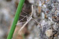 Emmelina monodactyla