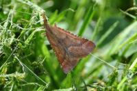 Synaphe punctalis