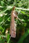 Synaphe punctalis