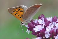 Lycaena phlaeas