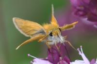 Thymelicus sylvestris