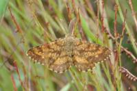 Ematurga atomaria