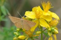 Idaea ochrata