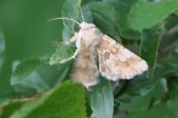 Eremobia ochroleuca